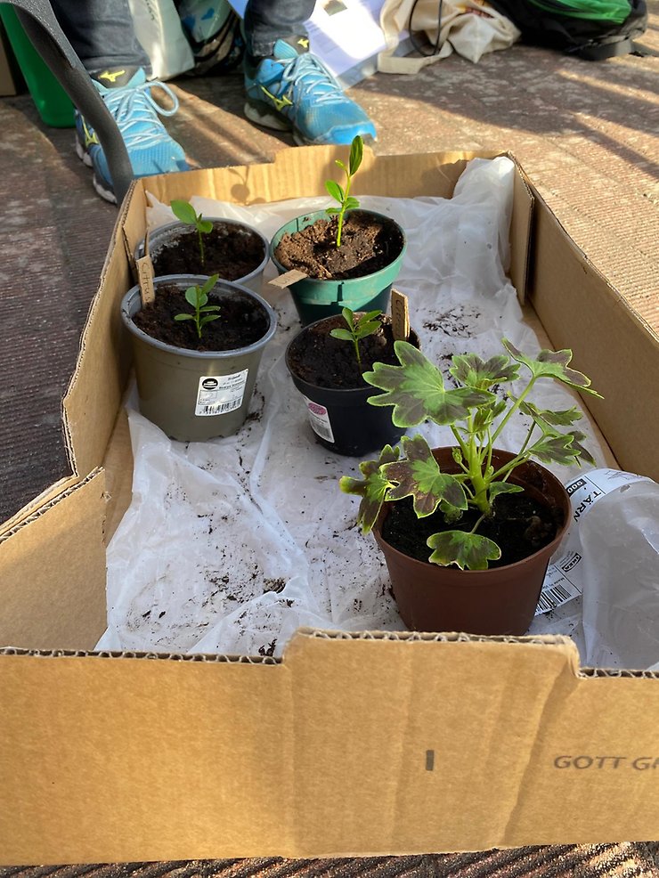 Gunvor Nygren hade bidragit med blomskott till kampanjkassarna.